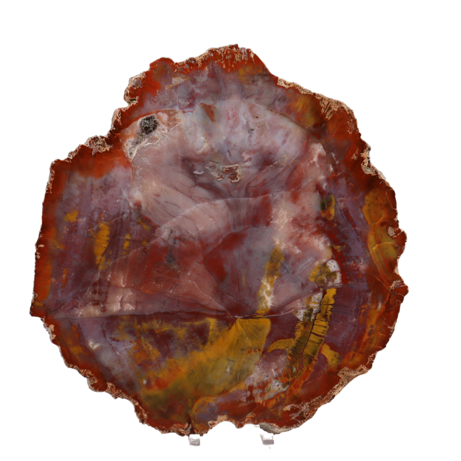 Arizona Rainbow Petrified Wood Slab