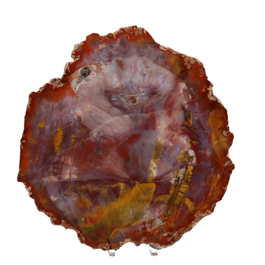 Arizona Rainbow Petrified Wood Slab