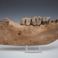 Fossilized Woolly Rhinoceros Jawbone w/ Rooted Teeth