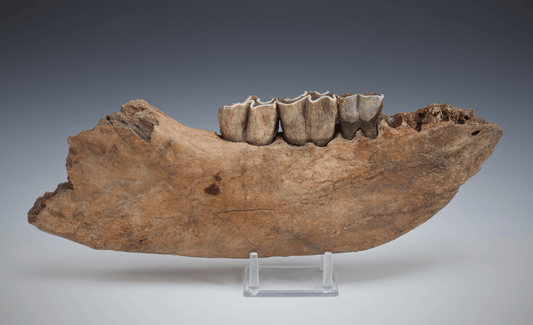 Fossilized Woolly Rhinoceros Jawbone w/ Rooted Teeth