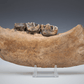 Fossilized Woolly Rhinoceros Jawbone w/ Rooted Teeth