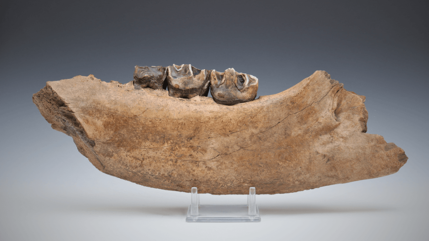 Fossilized Woolly Rhinoceros Jawbone w/ Rooted Teeth