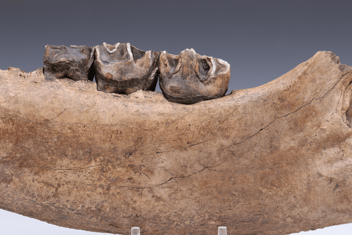 Fossilized Woolly Rhinoceros Jawbone w/ Rooted Teeth