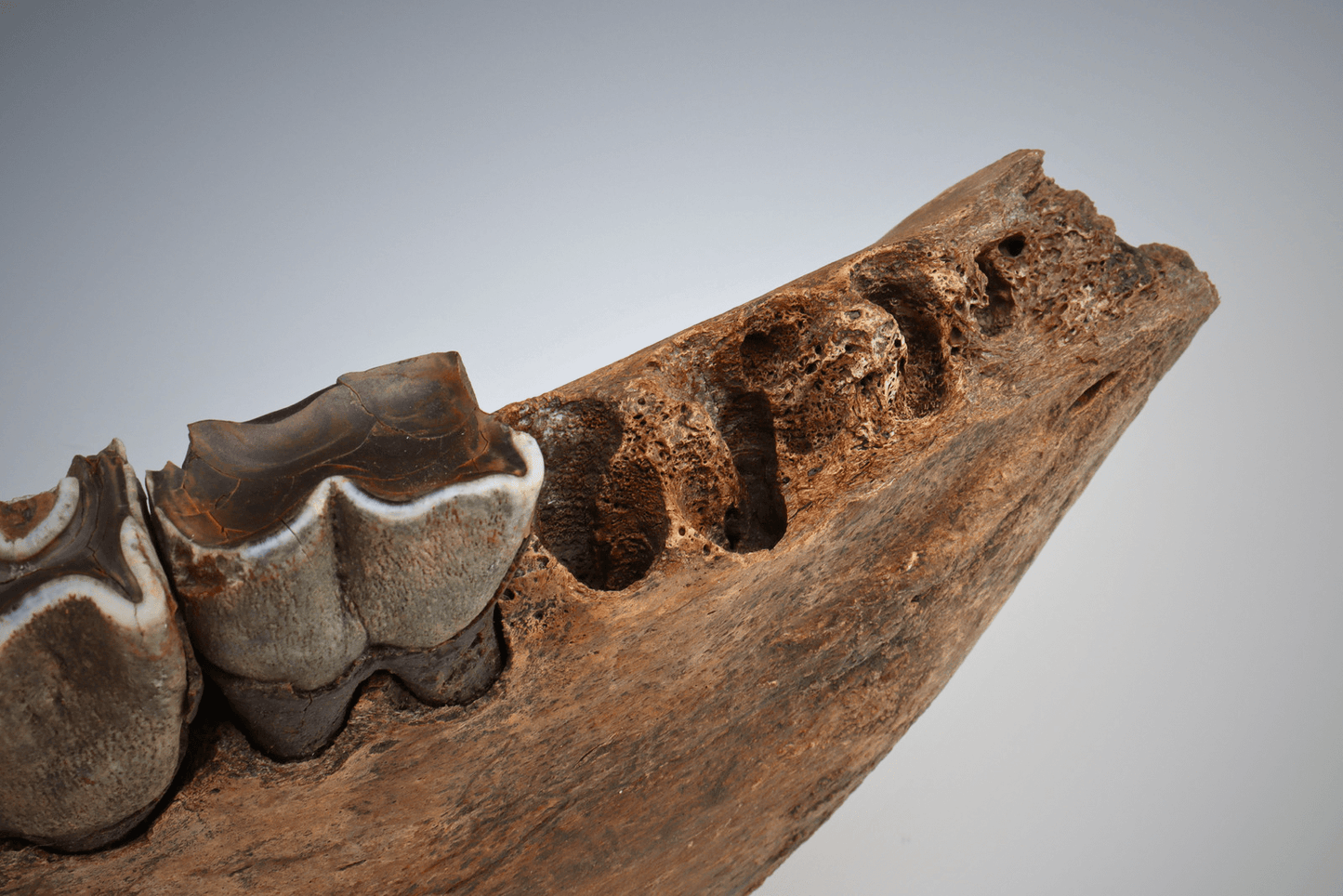 Fossilized Woolly Rhinoceros Jawbone w/ Rooted Teeth