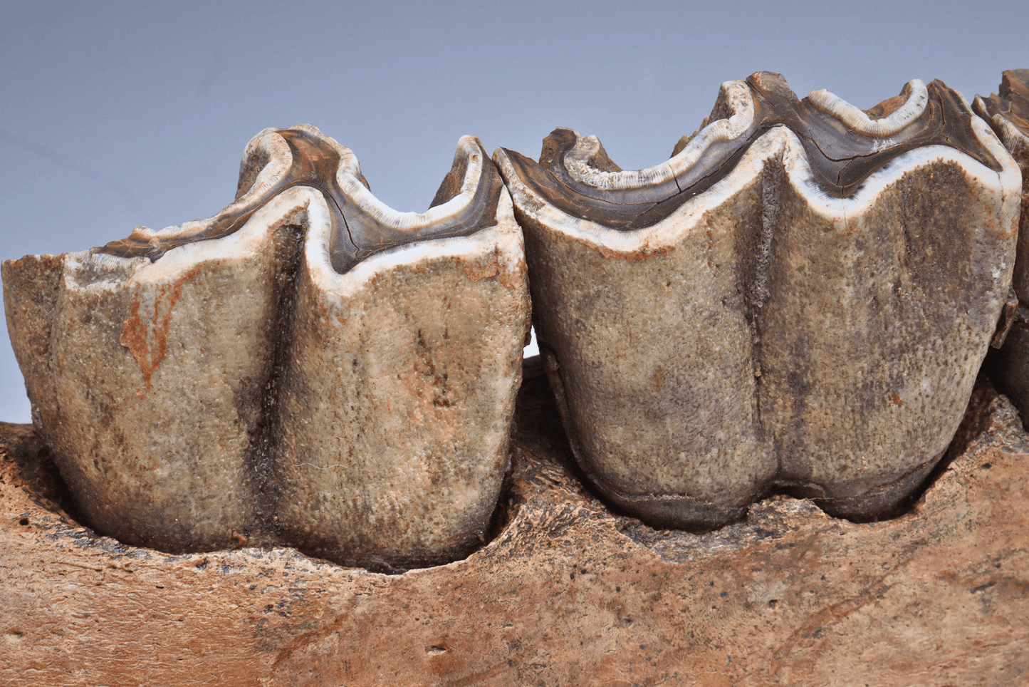 Fossilized Woolly Rhinoceros Jawbone w/ Rooted Teeth