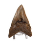 Large & Savage Indonesian Fossilized Megalodon Tooth - Over 5 Inches