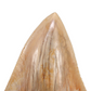 Large & Savage Indonesian Fossilized Megalodon Tooth - Over 5 Inches