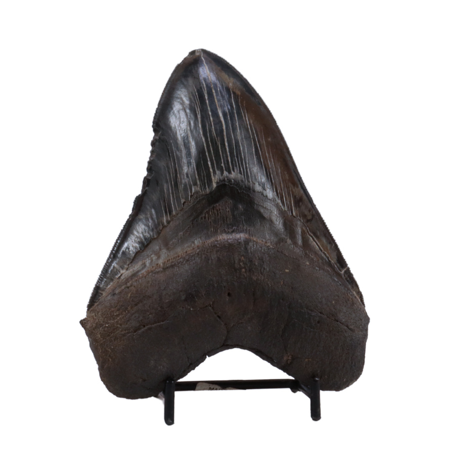 Massive Black Fossilized Megalodon Tooth - Over 5 Inches