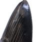 Massive Black Fossilized Megalodon Tooth - Over 5 Inches