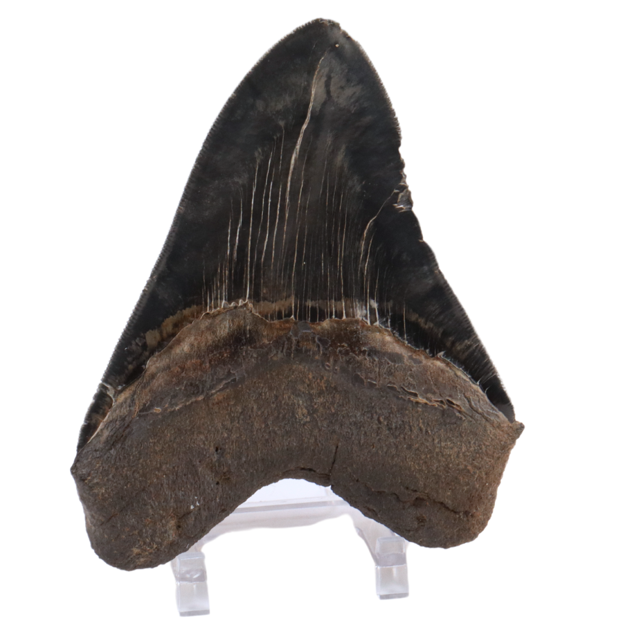 Massive Black Fossilized Megalodon Tooth - Over 5 Inches